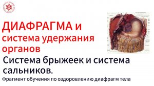 ДИАФРАГМА и система удержания органов. Система брыжеек и система сальников.Фрагмент обучения