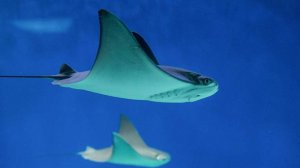 Ныряльщик пострадал от нападения ската в бухте Находки