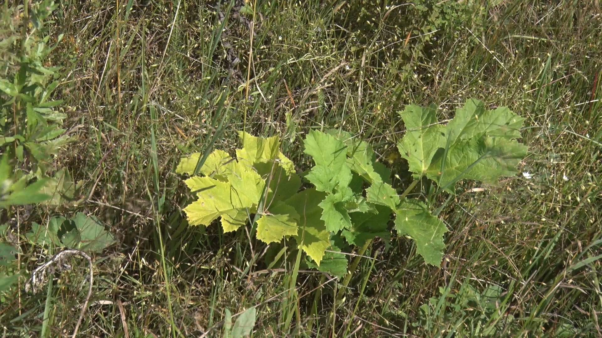 2025/08 – Внимание – Борщевик Сосновского! смотреть онлайн