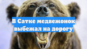 В Сатке медвежонок выбежал на дорогу