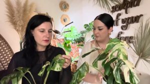 Почему не растет Монстера Альба