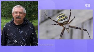Стало известно, опасны ли ядовитые пауки-осы для ярославцев