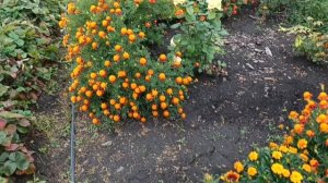 1000036194.mp4
Влог.Наша повседневная жизнь (100)лето заканчивается,копаем картошку 🥔