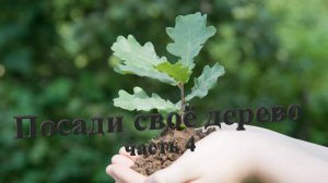 2019.04.30 Посади своё дерево часть 4 с Криводановка НСО