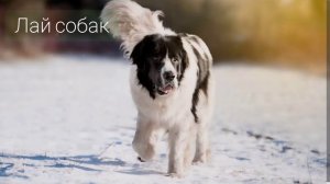 Лай собак, рычание разных пород