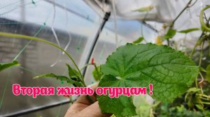 Дайте вторую жизнь огурцам !