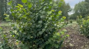 Обзор сада фундука в Рязанской области