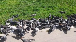 Голубиная битва за еду