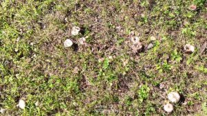 Сыроежки в июне 2025: Первые грибы на тропе в Удмуртии | Сезон тихой охоты открыт!