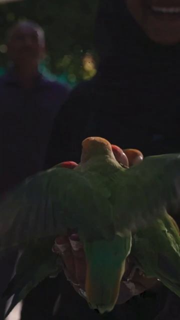 обзор отеля на Мальдивах Angsana velavaru 5* смотреть онлайн