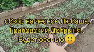 видео за несколько дней/начало августа/2025