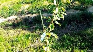 краткий обзор сортов груш, обещал в группе показать, часть первая.