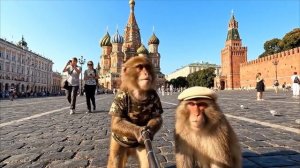 Обезьяна нейросеть путешествует по России в Москве на красной площади  AI  Бомжезьян
