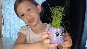 Семена травки , мой травянчик вырос. Сеяла сама.