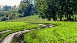 Грибные дары Берендея(опята тоже)и лягушка)