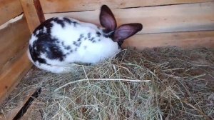 Кролики и ла-ла-ла.