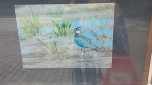 Фотовыставка Сергея Пидронова.