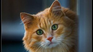 Марина Урусова. Котофейское-1