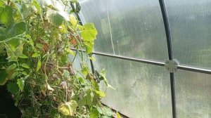 Такие дела в деревне. Мои помощники подкинули работенку🥦🥦.