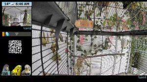 Попугаи ночью