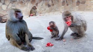 Сакура СБЕГАЕТ ОТ МАМЫ далеко и высоко! Лиза с нами решила поругаться! Веня грустит...