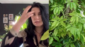 Неприхотливые комнатные растения желтого цвета (с желтой вариегатностью)