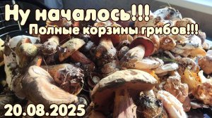 Ну, началось!!! Полные корзины грибов!!!! 20.08.2025