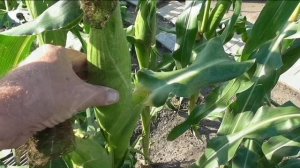 Кукуруза ТРОЙНАЯ СЛАДОСТЬ