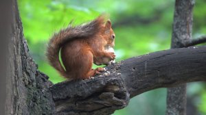 О семействе бельчат. И как белка ест гриб. Зарисовка