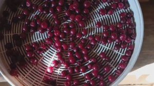 Сушка вишни в электросушилке: Почему это лучший способ заготовки на зиму? | Личный опыт!