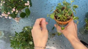 Фиалки Трейлеры. Формировка.