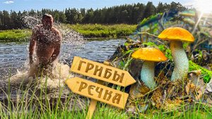 Грибы, Лес, Речка и Деревня, а много ли для счастья нужно, трудовые поиски в Тверской области.