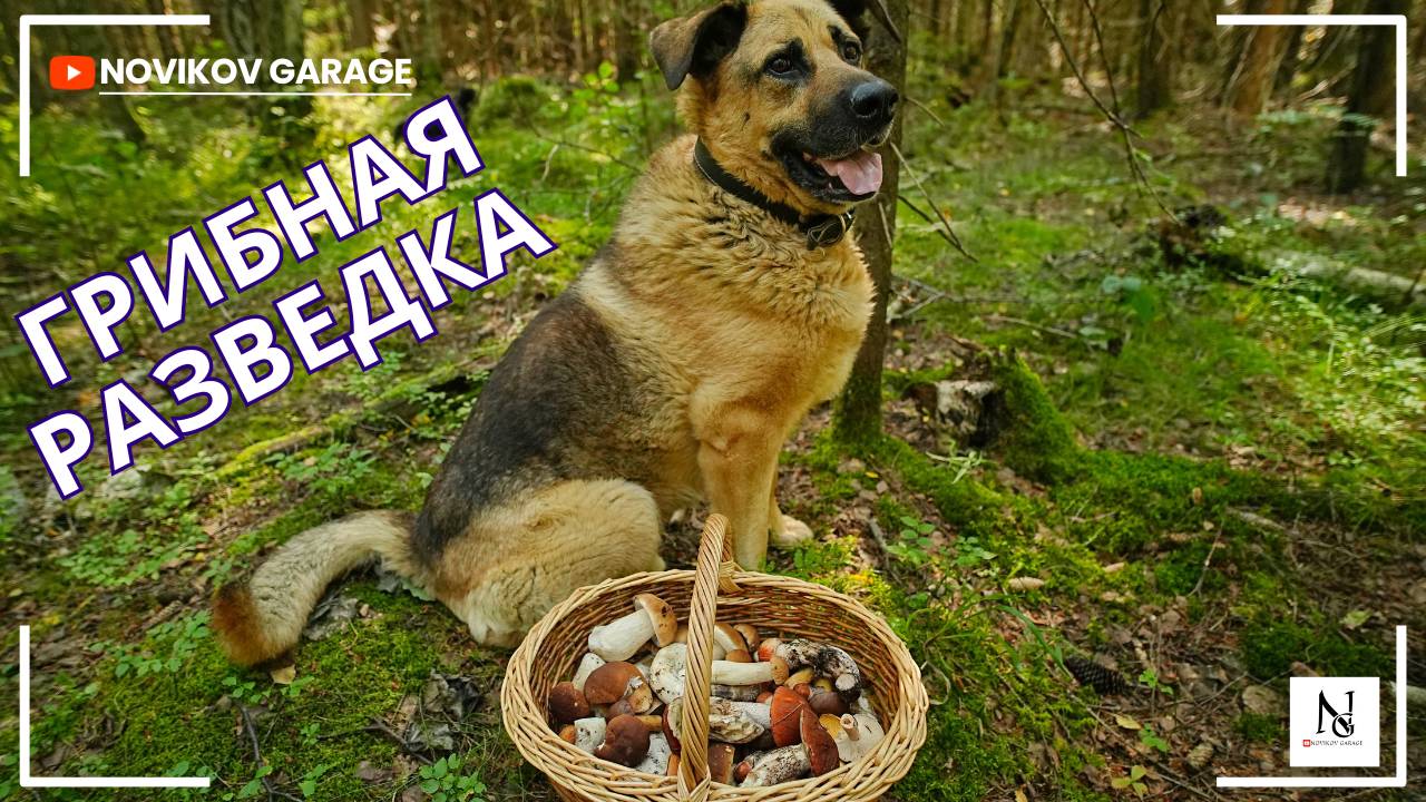 Грибная разведка 21 августа 2025. Всеволожский район. смотреть онлайн