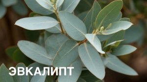 Алфавит. О РАСТЕНИЯХ. ЭВКАЛИПТ.