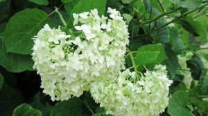 Уход за гортензией в июне раскрываю секрет пышного цветения