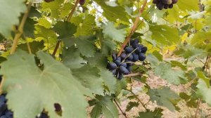 Чернослив ,вкусная,крупная,