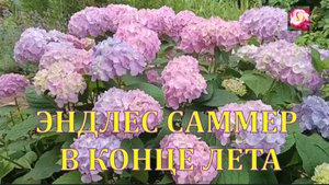КРУПНОЛИСТОВАЯ ГОРТЕНЗИЯ. УХОД В КОНЦЕ ЛЕТА