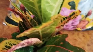 Уделила время цветам 💐
Новая, неизвестная для меня, пряжа 🧶