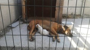 Как кошка с собакой? Ну, да, ну, да.... 🙈😁