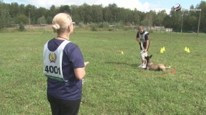 В Серпухове прошли первые областные соревнования по кинологическому нормативу «Азарт»