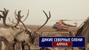 Дикие северные олени. Алроса