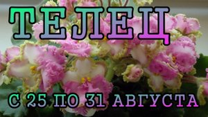 ТЕЛЕЦ таро прогноз на неделю с 25 по 31 АВГУСТА 2025 года.