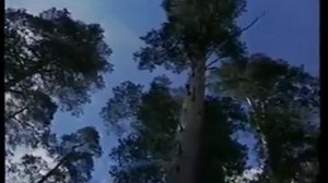 Экскурсия в Бузулукский бор