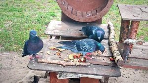 Угощение подано!