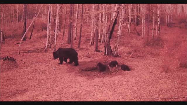 СЕМЬЯ МЕДВЕДЕЙ ВОЛК РЫСЬ КОСУЛИ ЗАЙЦЫ смотреть онлайн