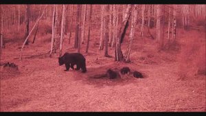 СЕМЬЯ МЕДВЕДЕЙ ВОЛК РЫСЬ КОСУЛИ ЗАЙЦЫ