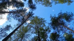 СКОЛЬКО ЛЕТ СУЖДЕНО ЛЮБИТЬ? НАКУКУЙ КУКУШКА!