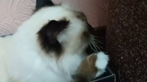 Анжелина отдыхает