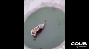 Утка троллит тигра