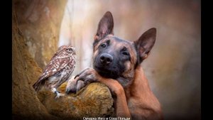 Мем животные продленка 2929